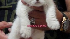 Scottish Fold - British Shrthair Yavruları