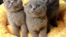 scottish fold yavruları