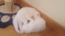Scscottish Fold Yavru Kedi Fiyatı