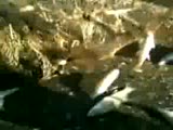 Ahmetli Video