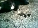 Ahmetli Video