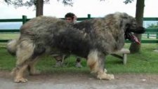 Kangal VS Caucasian Ovcharka | Top strong dogs