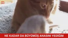 Ne Kadar da Büyümüş Anasını Yediğim