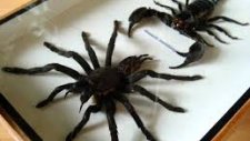 Tarantula ve Akrep