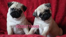 satılık pug mops yavruları