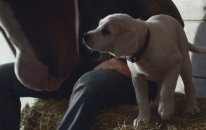 Super Bowl 2015 Budweiser Reklamı: “Lost Dog”