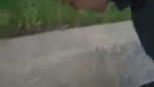 Türkiş Jackass (Kurbanlık İçerir)