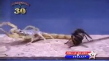 Japon Böcek Savaşları - Eşek Arısı vs Akrep