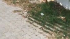 Kedilere Fısıldayan Taner Tolga Tarlacı