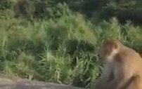 Maymuna Yiyecek Olarak Patlayıcı Vermek