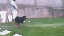 Sıradışı Köpek Eğitmenleri