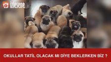 Okullar Tatil Olacak Mı Diye Beklerken Biz