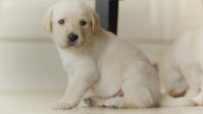 Gözlerini ilk kez açan köpek yavruları