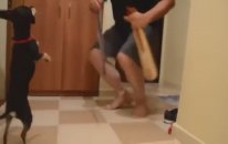 Kemençe Çalınca Horon Oynayan Köpek