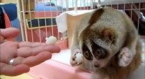 Yemek Yerken Utanan Sevimli Lemur