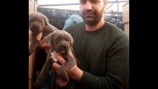 SATILIK CANE CORSO YAVRULARI 0543 659 72 02