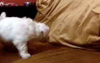 Satılık Maltese Terrier Yavruları