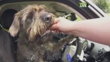Araba Kullanan Köpek - Yeni Zellanda