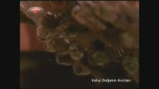 Japon Bal Arılarının Eşek Arısından İntikamı