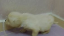 Safkan Golden Retriever Yavrusu