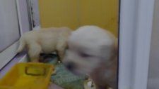 Satılık Safkan Babyface Golden Retriever Yavruları