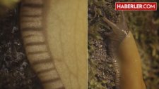 Daha Önce Hiç Muz Sümüklüböceği Gördünüz mü