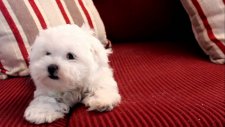 Yerinde Duramayan Pofuduk Yavru Köpek