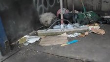 Çöpte Bulunan Kör Köpeğin Mutlu Sonu