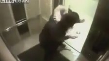 Asansörde Köpeğin Hayatta Kalma Mücadelesi