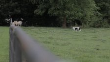 1000'den Fazla Kelime Bilen Köpek - Chaser