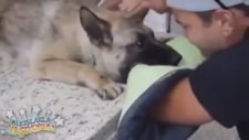 Ötenazi Yapılan Köpeğin Sahibiyle Son Bakışması