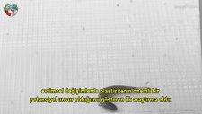 Yürümeyi Öğrenen Balıklar ve Evrim!