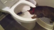 Evdeki Doğal Yaşam - Kedi & Fare