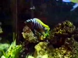 afra red dorsal