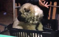 Satılık Yavru Kafkas Çoban Köpeği
