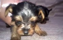 Satılık Yorkshire Terrier Yavruları Tea Cup