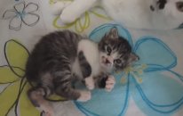 Anne Kedi Uyuyan Yavrusunu Bırakmıyor