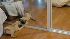 Kafası Karışık Pug Yavrusu
