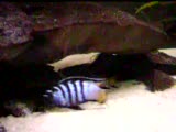 elongatus mpanga
