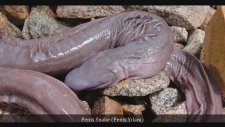 Dünyanın En İlginç 10 Hayvanı - World 's Most Interesting 10 Animals
