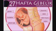 Hafta Hafta Bebek Gelişimi 3. Trimester