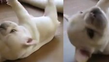 Sevimli Köpeğin Zor Anları