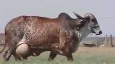 Böyle 5 Tane İneğim Olsun Köşe Olurum