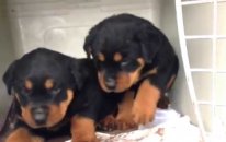 Satılık Yavru Rottweiler
