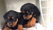 Satılık Yavru Rottweiler