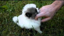 Minik Pomerian Yavrusunun Hikayesi