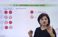 AB0 Kan Grubu Sistemleri Konu Anlatımı - YGS LYS | Lisego