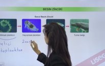 Besin Zinciri, Besin Ağları, Besin Piramidi Konu Anlatımı | Lisego