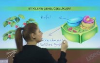 Bitkilerin Genel Özellikleri Konu Anlatımı - YGS LYS | Lisego