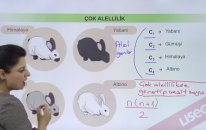Çok Alellilik Konu Anlatımı - YGS LYS | Lisego